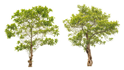 Green leafy trees with textured trunks and visible roots © Pablo