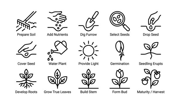 Seed planting icons illustrating germination to harvest stages