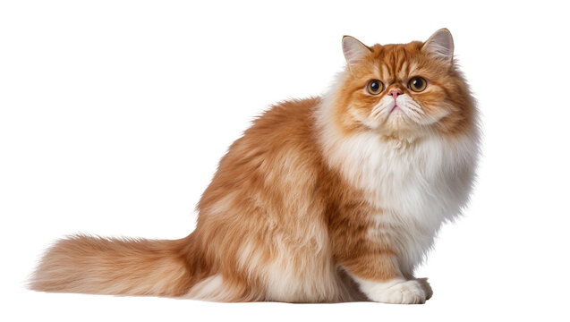 Fluffy orange Persian cat sitting and looking forward