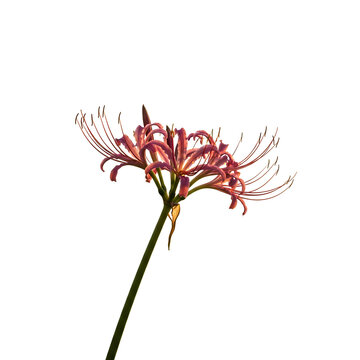 Elegant Spider Lily Blooming Against a Clean White Background.