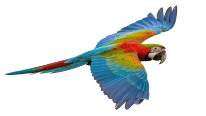 Obraz premium Colorful Macaw Parrot Flying with Extended Wings and Vivid Plumage