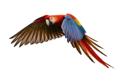 Scarlet macaw parrot in flight with vibrant plumage and extended wings © Michal