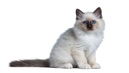 Fluffy Seal Point Ragdoll Kitten Sitting with Blue Eyes © Pablo