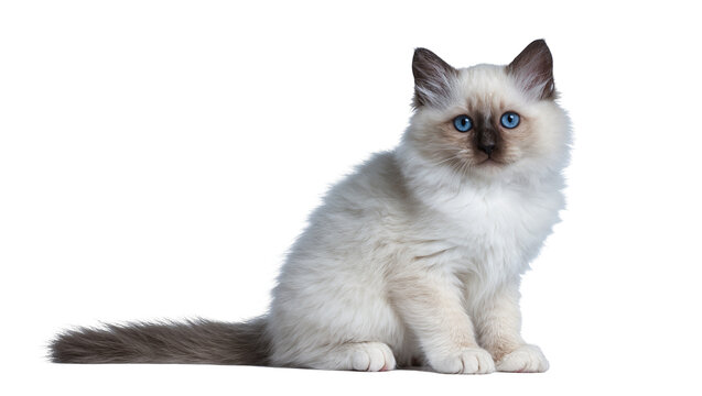 Fluffy Seal Point Ragdoll Kitten Sitting with Blue Eyes
