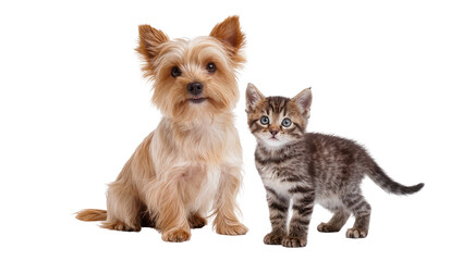 Yorkshire Terrier Puppy and Tabby Kitten Standing Together © Michal