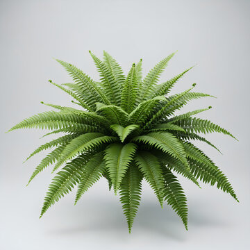 Green fern plant with spiky leaves on white background.