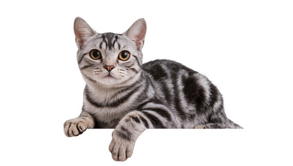 Silver tabby cat resting with paws extended © Pablo