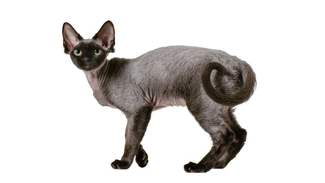 Grey Sphynx Cat Standing Alert with Curled Tail