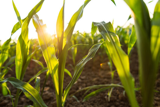 Sole tra le foglie di un campo di mais