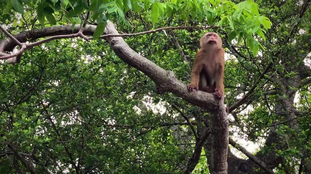 A monkey nimbly moves along a tree and climbs from one branch to another among dense tropical vegetation in a park in Phuket, Thailand.