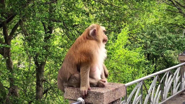 A macaque looks at its outstretched hind leg and then changes position to the other side while sitting on a pole at a park in Phuket, Thailand.