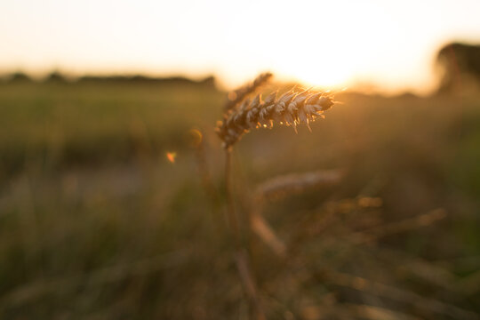 Spighe di grano al tramonto