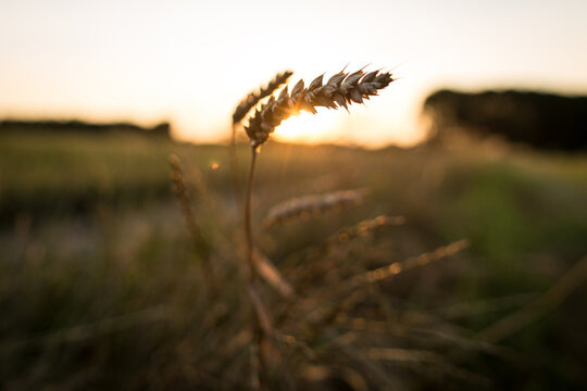 Spiga di grano al tramonto