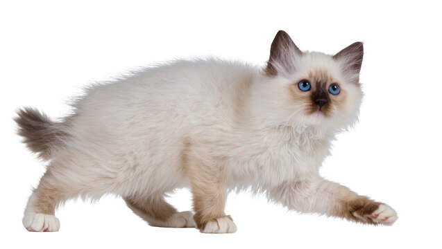 Fluffy Ragdoll Kitten with Blue Eyes and Brown Markings