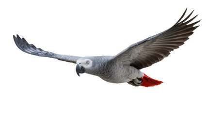 Gray African Parrot in Flight with Red Tail Feathers © Michal