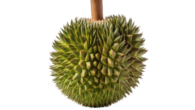 Spiky green Durian fruit hanging from a wooden stem