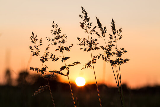 Arbusti in controluce al tramonto