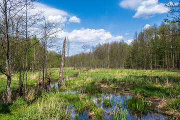  Lutownia River flowing through spring wetland meadow in Bialowieza Forest, Poland © Art L