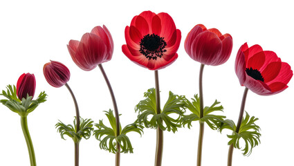 Fototapeta premium Row of Red Anemone Flowers with Green Stems and Foliage