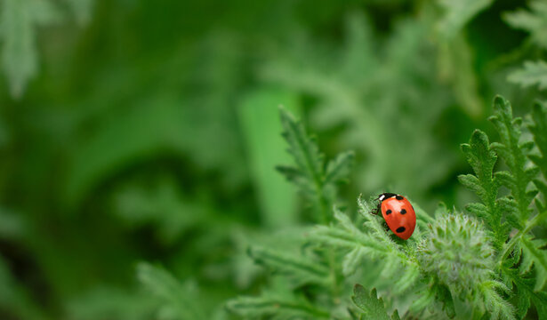 Background of ladybug on green phacelia leaf in the garden