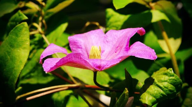 Pink clematis flower close up handheld camera move stock footage