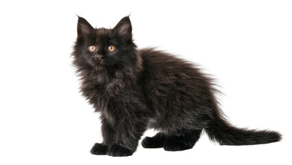 Fluffy black kitten with amber eyes sitting attentively © Antonio