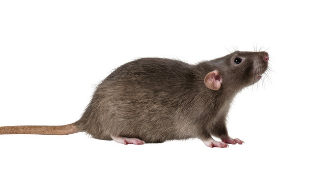 Brown laboratory rat lying down with long tail and whiskers