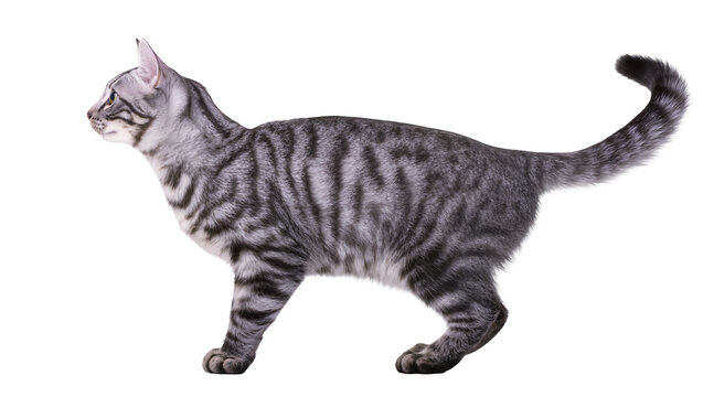Silver tabby cat standing side view with long tail