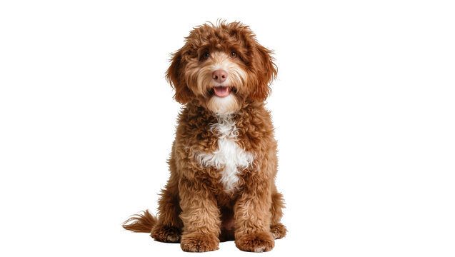 Brown curly-haired Lagotto Romagnolo dog sitting attentively