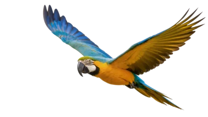 Fototapeten Papagei Blue and gold macaw parrot flying with extended wings  © Maelle