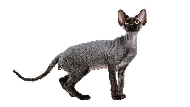 Wrinkled gray Sphynx cat standing with alert expression