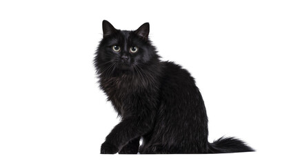 Fluffy black longhair cat sitting and looking forward © Maelle