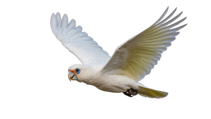 White Cockatoo in Flight with Extended Wings and Yellow Tail Feathers © Paula