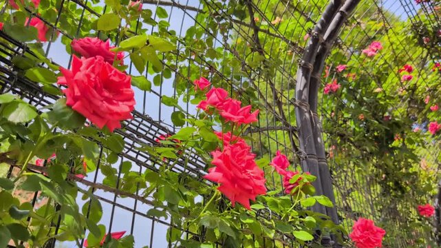 Douceur d'un jardin de roses.