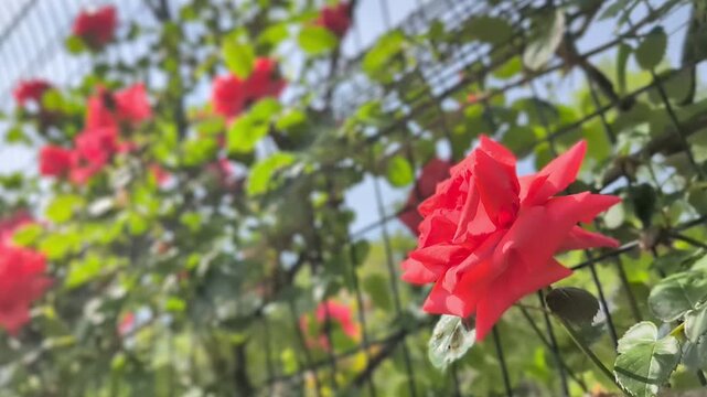 Douceur d'un jardin de roses.