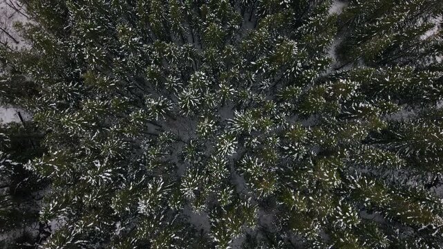 Snow-dusted pine trees create a dense pattern in a Norwegian forest. The overhead perspective highlights the winter landscape. Useful for nature documentaries and winter-themed projects.