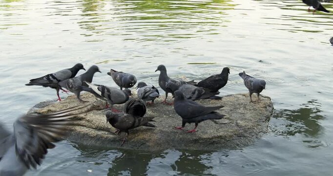 A lively scene of pigeons congregating a rock in water showcasing their social behavior.