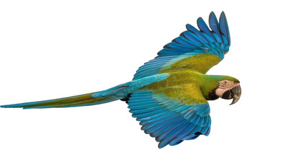 Fototapeta premium Blue Green Yellow Macaw Parrot Flying with Spread Wings