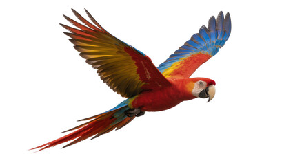 Obraz premium Vibrant Scarlet Macaw Flying with Extended Colorful Wings