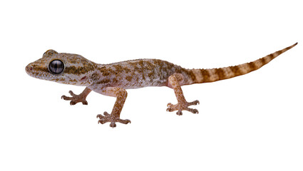 Naklejka premium Brown speckled Gecko with large eye and long tail