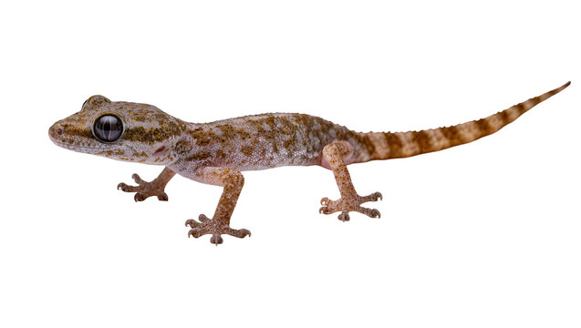 Brown speckled Gecko with large eye and long tail
