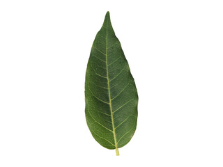 Obraz premium Natural Botanical Green Leaf Isolated Transparent PNG