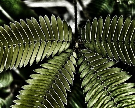 Mimosa pudica leaf macro with symmetrical pattern and dramatic lighting on dark background for natural botanical design and biology concept