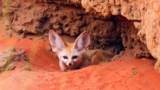 Fennec Fox Peering from Rocky Desert Den, Large Ears Alert, Sahara Desert North Africa