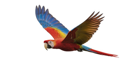 Fototapeta premium Scarlet Macaw Parrot Flying with Extended Wings and Red Tail Feathers