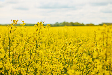 Obraz premium Blooming Yellow Rapeseed Field Landscape Under Soft Spring Sky