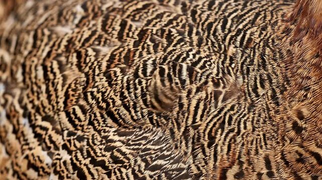 great bustard macro close up texture animation, abstract details Locked-off camera