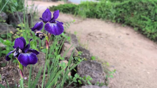 アヤメ