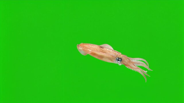 Squid swimming on a green screen background for vfx projects