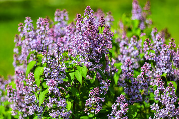 Obraz premium Bright blooming spring lilac on a green natural background.